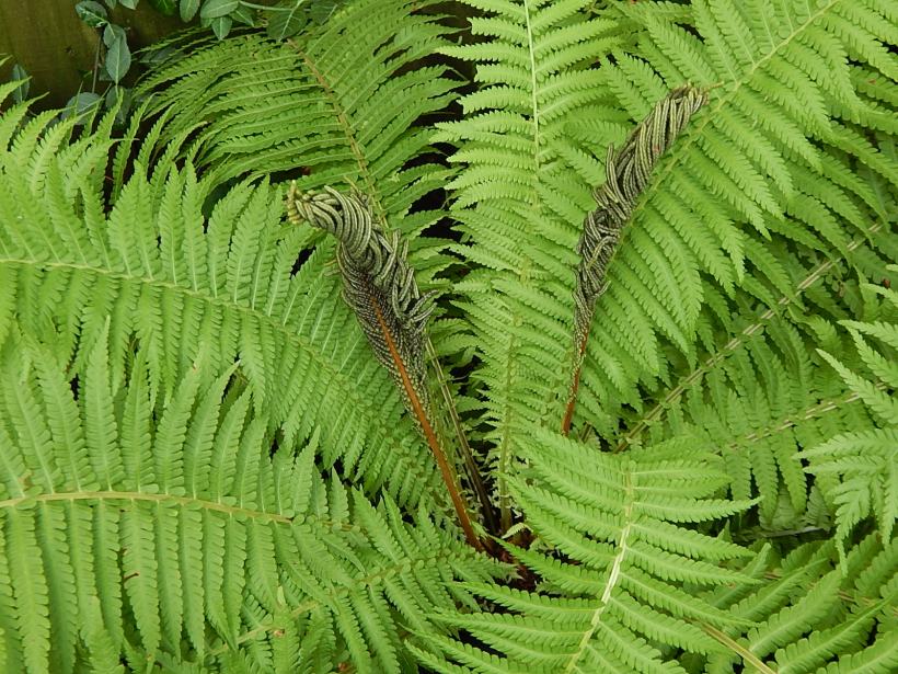 Ostrich fern fertile frond