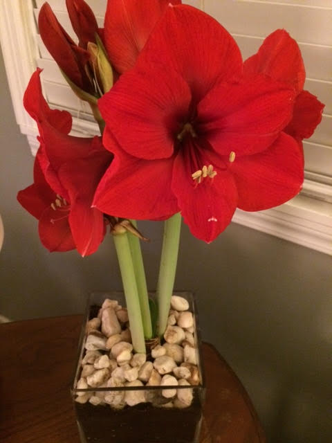 Amaryllis 2018