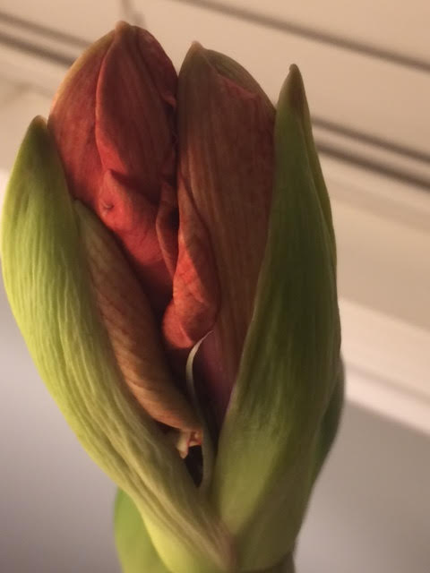amaryllis2