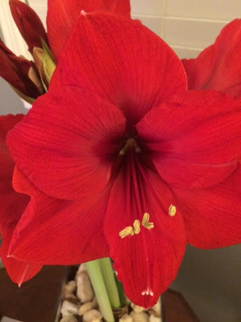 amaryllis4