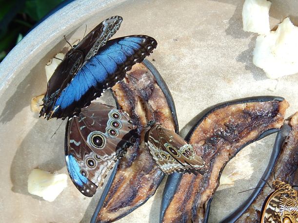blue morpho 2