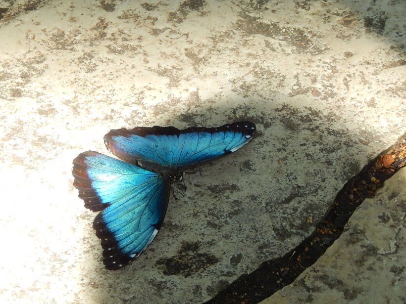 blue morpho
