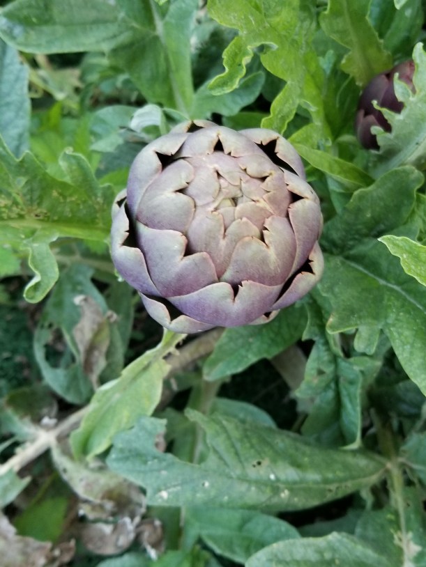 Perugia artichoke 1