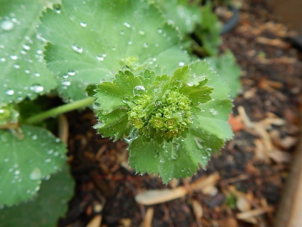 raindrops Buds Lady's Mantle