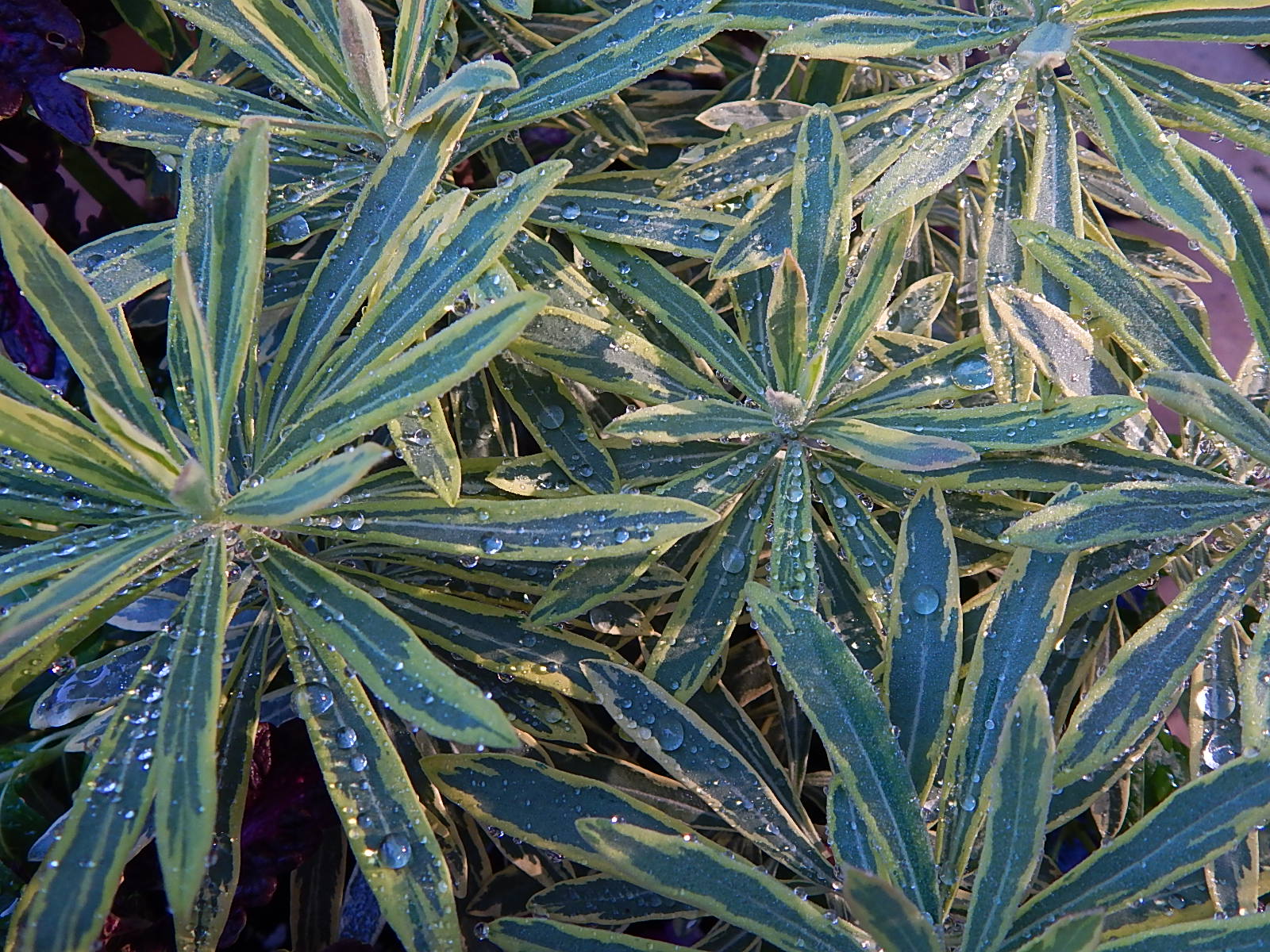raindrops Euphorbia