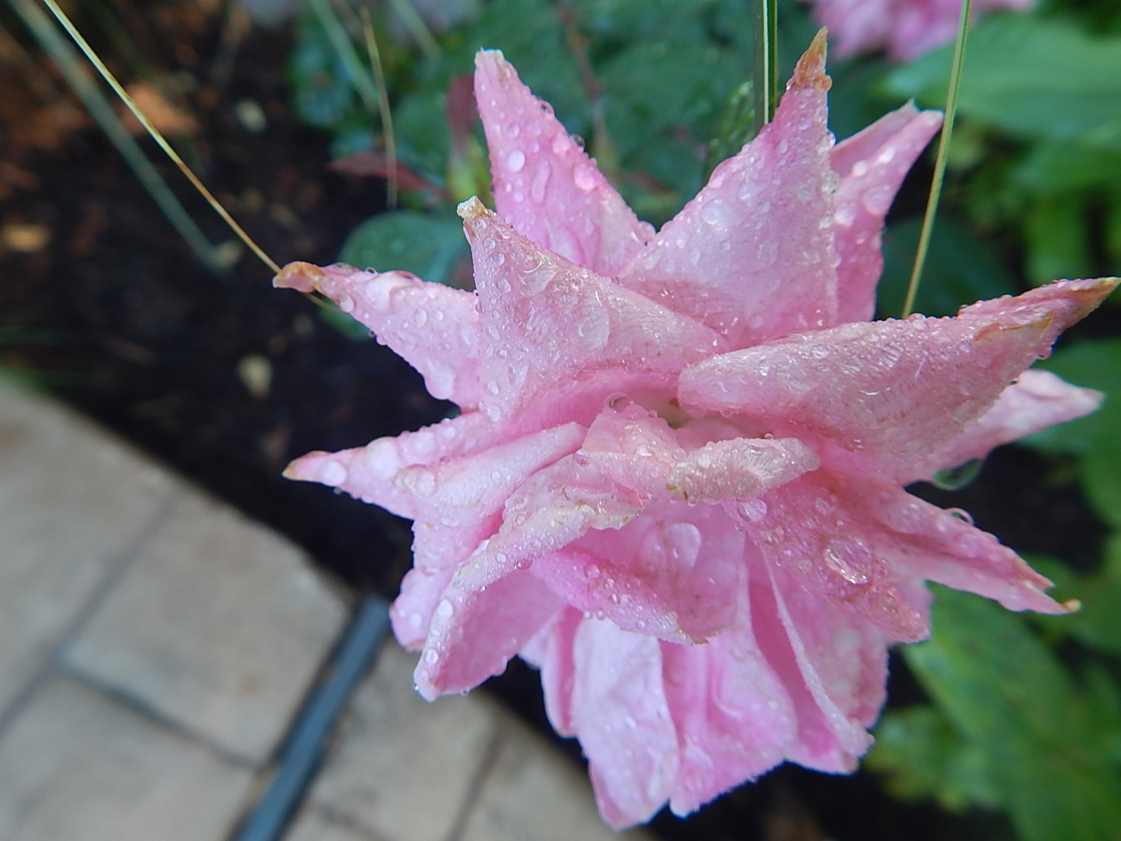 raindrops pink rose