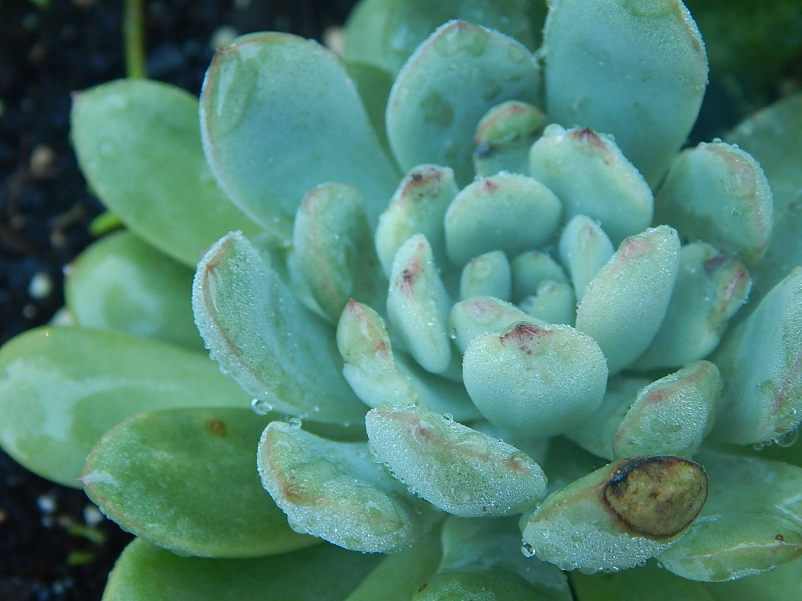 raindrops succulent