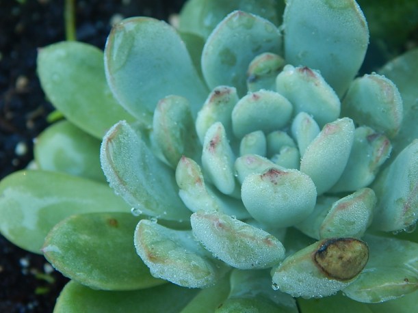 raindrops succulent
